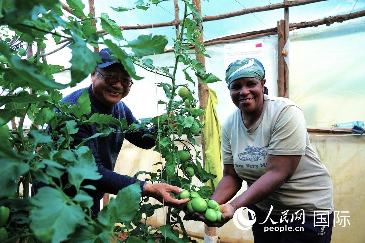 肯尼亞納庫魯郡，南京農(nóng)業(yè)大學援非專家劉高瓊和當?shù)剞r(nóng)民瑪麗·姆旺吉在溫室大棚里查看番茄種植情況。人民網(wǎng)記者 黃煒鑫攝