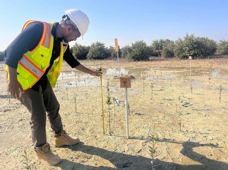 工作人員在監(jiān)測紅樹苗生長情況。中國土木供圖