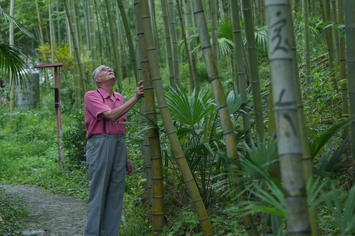 奈斯在莫干山的竹林里散步。