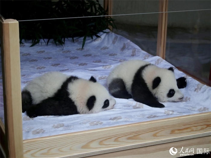 柏林動物園的明星“夢好”與“夢甜”。人民網(wǎng) 肖晶攝