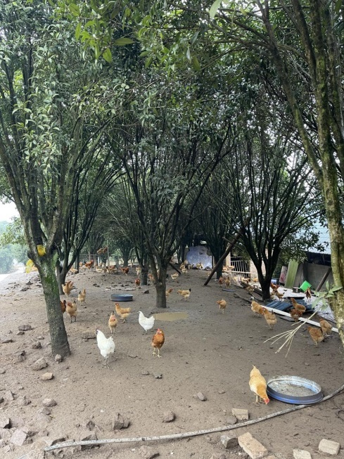 桂花林里的桂飛雞。劉軍國攝