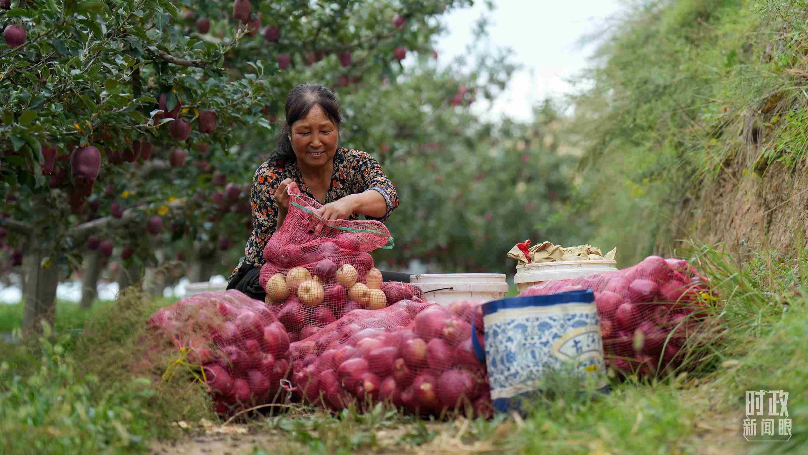 △甘肅天水的花牛蘋果已經成為當地群眾的“生態(tài)果”“致富果”。（總臺記者李晉拍攝）