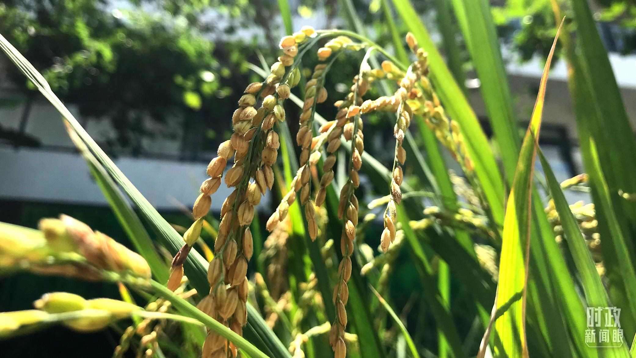 在海南培育的水稻品種。（總臺(tái)央視記者石偉明拍攝）