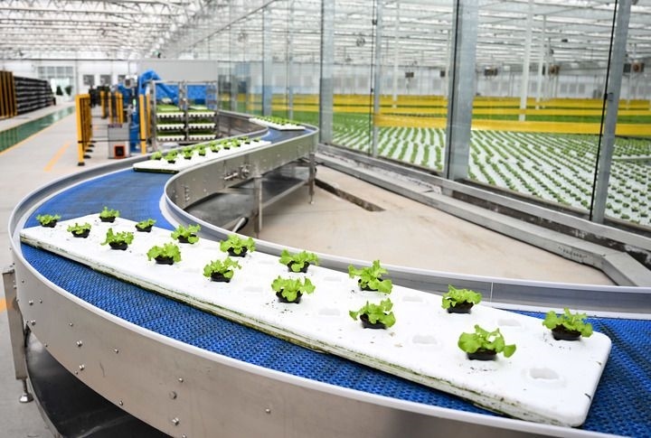 2024年12月12日在內蒙古鄂爾多斯市達拉特旗內蒙古現代數字農業(yè)科技產業(yè)園拍攝的生菜苗。 新華社記者 貝赫 攝