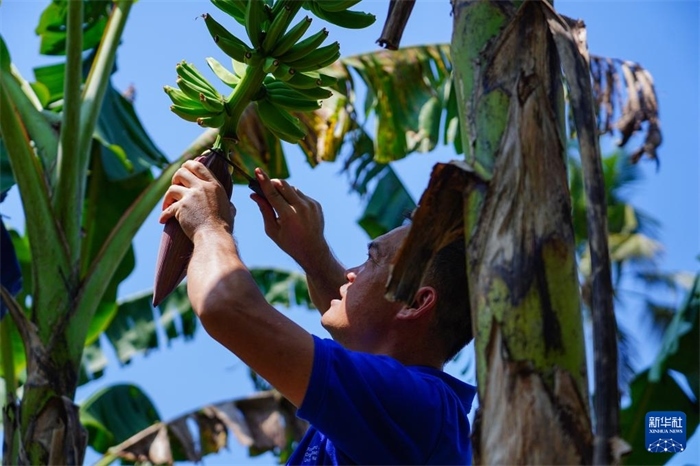 12月23日，中國熱帶農(nóng)業(yè)科學(xué)院專家趙增賢在斯里蘭卡馬坎杜拉為當(dāng)?shù)剞r(nóng)戶做技術(shù)示范。新華社記者 陳冬書 攝