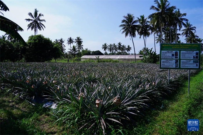 這是12月23日在斯里蘭卡馬坎杜拉拍攝的中國技術(shù)試驗(yàn)田菠蘿田。新華社記者 陳冬書 攝