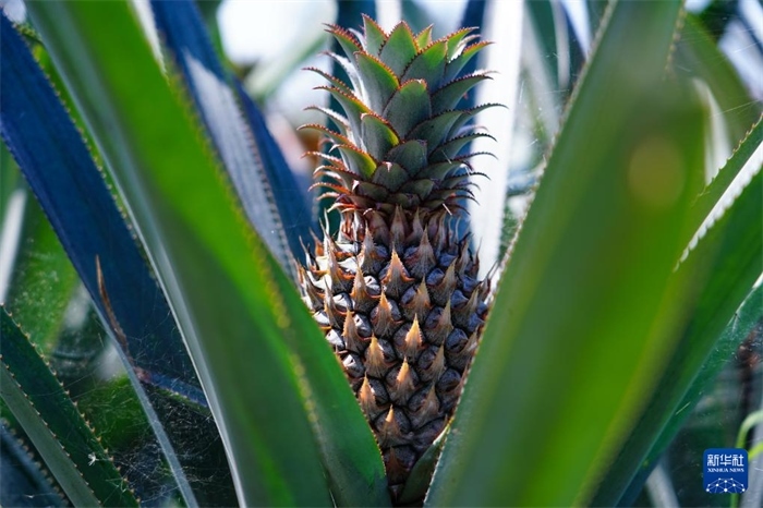 這是12月23日在斯里蘭卡馬坎杜拉拍攝的中國技術(shù)試驗(yàn)田里的菠蘿。新華社記者 陳冬書 攝