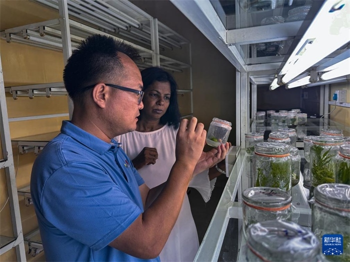 12月23日，在斯里蘭卡馬坎杜拉，中國專家與斯里蘭卡馬坎杜拉可持續(xù)農(nóng)業(yè)與發(fā)展研究中心主任達(dá)莎妮·賈亞曼納交流。新華社發(fā)（中國、聯(lián)合國糧農(nóng)組織與斯里蘭卡南南合作項(xiàng)目專家組供圖）