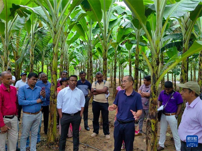 10月10日，在斯里蘭卡霍勒訥的一處香蕉示范基地，中國、聯(lián)合國糧農(nóng)組織與斯里蘭卡南南合作項(xiàng)目中國專家組組長孫德權(quán)為當(dāng)?shù)剞r(nóng)民進(jìn)行技術(shù)培訓(xùn)。新華社發(fā)（中國、聯(lián)合國糧農(nóng)組織與斯里蘭卡南南合作項(xiàng)目專家組供圖）