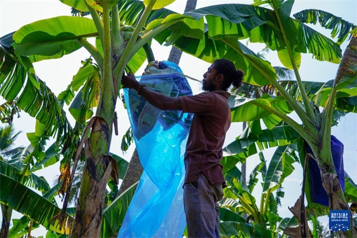 12月23日，在斯里蘭卡馬坎杜拉，農(nóng)民在香蕉試驗(yàn)田里學(xué)習(xí)套袋技術(shù)。新華社記者 陳冬書 攝