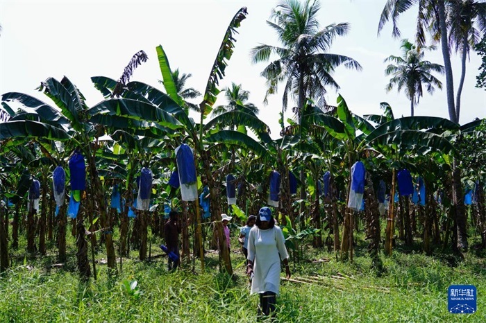 12月23日，在斯里蘭卡馬坎杜拉，農(nóng)民走過中國技術(shù)試驗(yàn)田香蕉田。新華社記者 陳冬書 攝