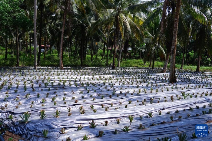 這是12月23日在斯里蘭卡馬坎杜拉拍攝的農(nóng)民里尚·普爾納的菠蘿田。新華社記者 陳冬書 攝