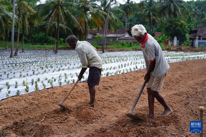 12月23日，斯里蘭卡馬坎杜拉的農(nóng)民在菠蘿田地里勞作。新華社記者 陳冬書 攝