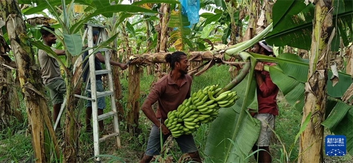 12月28日，在斯里蘭卡馬坎杜拉，當(dāng)?shù)剞r(nóng)民收獲香蕉。新華社發(fā)（中國、聯(lián)合國糧農(nóng)組織與斯里蘭卡南南合作項(xiàng)目專家組供圖）