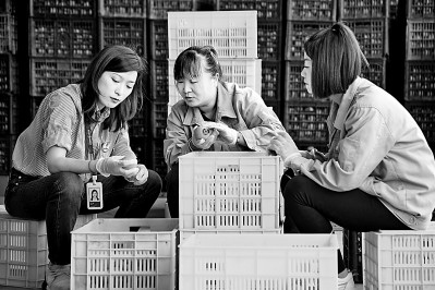 為拓展柿子產(chǎn)業(yè)發(fā)展新途徑，在陜西富平淡村鎮(zhèn)，歸國留學(xué)生王薇參與創(chuàng)建了一座柿酒酒莊。新華社發(fā)