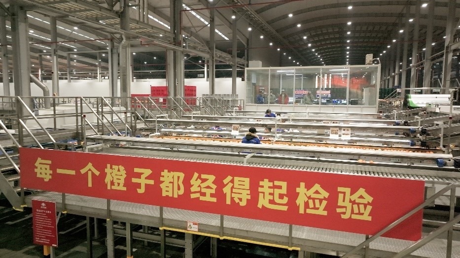 工人在智能生產(chǎn)線上對臍橙精深加工。人民網(wǎng)記者 張力洋攝