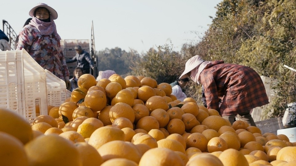 贛南臍橙喜獲豐收。人民網(wǎng)記者 張力洋攝