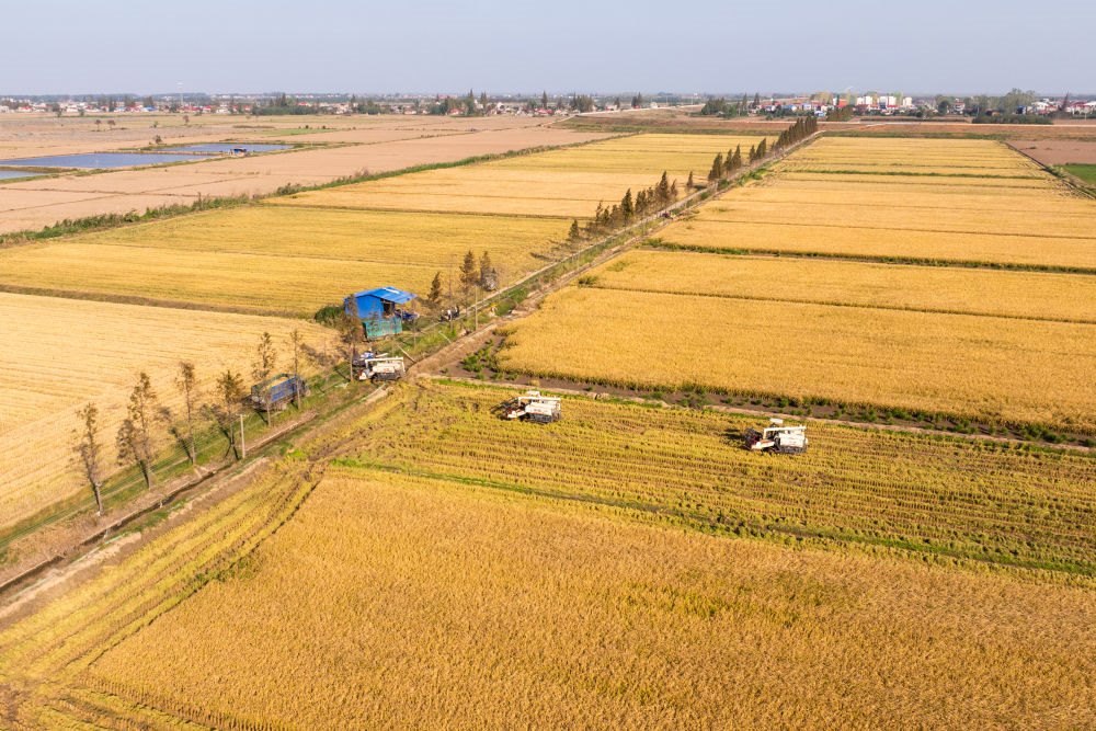 2024年11月1日，在湖南華容縣團(tuán)洲垸，村民駕駛收割機(jī)收獲水稻（無人機(jī)照片）。新華社記者陳思汗 攝