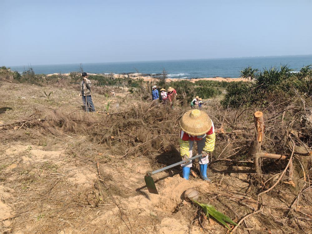 2025年1月19日，在海南文昌市，工人正在修復(fù)海岸防風(fēng)林。新華社記者吳茂輝 攝