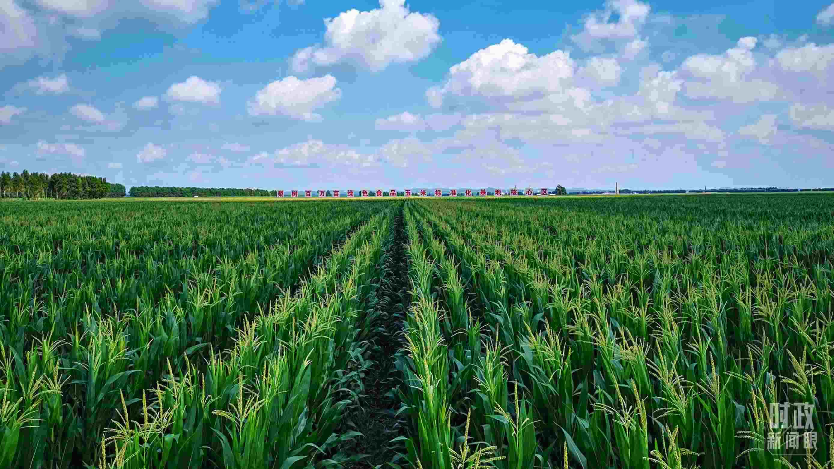 △吉林四平，梨樹縣地處黃金玉米帶。（總臺央視記者張曉鵬拍攝）