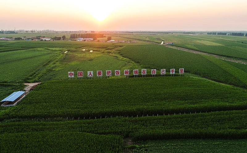 2020年7月23日拍攝的吉林省梨樹縣國家百萬畝綠色食品原料（玉米）標準化生產(chǎn)基地核心示范區(qū)（無人機照片）。新華社記者 許暢 攝