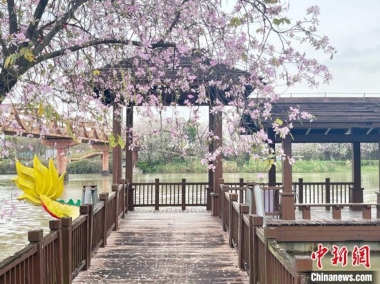 3月7日，廣州海珠國(guó)家濕地公園宮粉紫荊花海吸引游人。中新社記者 許青青 攝