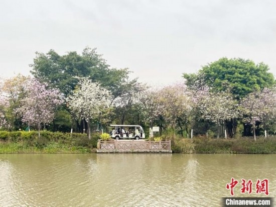3月7日，廣州海珠國(guó)家濕地公園宮粉紫荊花海吸引游人。中新社記者 許青青 攝