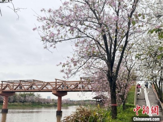 3月7日，廣州海珠國(guó)家濕地公園宮粉紫荊花海吸引游人。中新社記者 許青青 攝