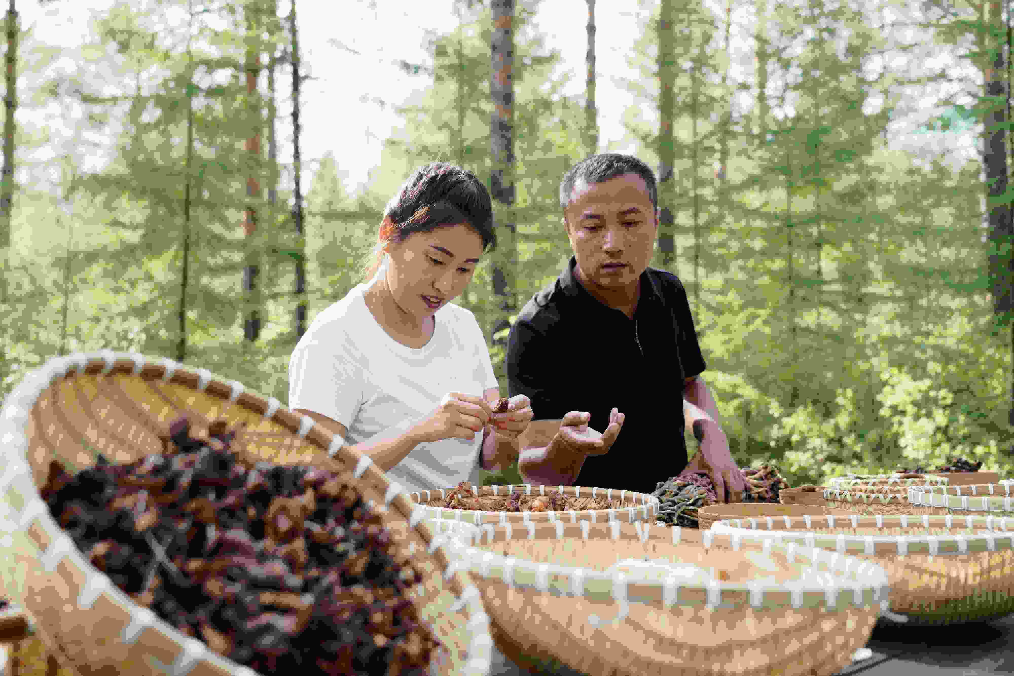 2024年8月6日，黑龍江漠河林場員工正在分揀采集來的林下產(chǎn)品。