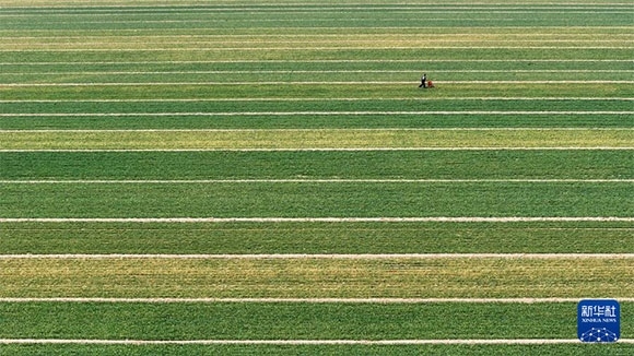 3月14日，在菏澤市鄆城縣潘渡鎮(zhèn)，農民在麥田里施肥（無人機照片）。