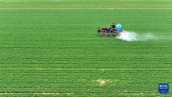 3月14日，在菏澤市鄆城縣郭屯鎮(zhèn)，農民在麥田里噴灑除草劑（無人機照片）。