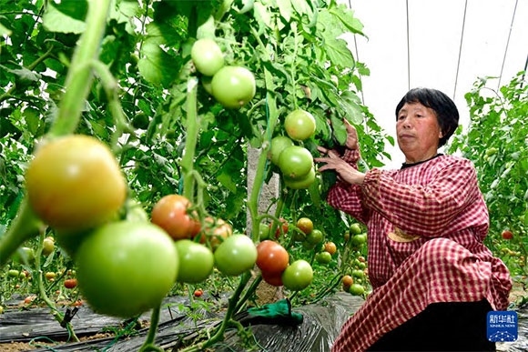 3月13日，在菏澤市鄆城縣張營街道，農民在設施大棚里打理西紅柿。