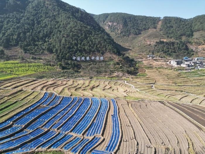 △近日，四川涼山一現(xiàn)代農(nóng)業(yè)園春耕育秧?yè)屴r(nóng)時(shí)。