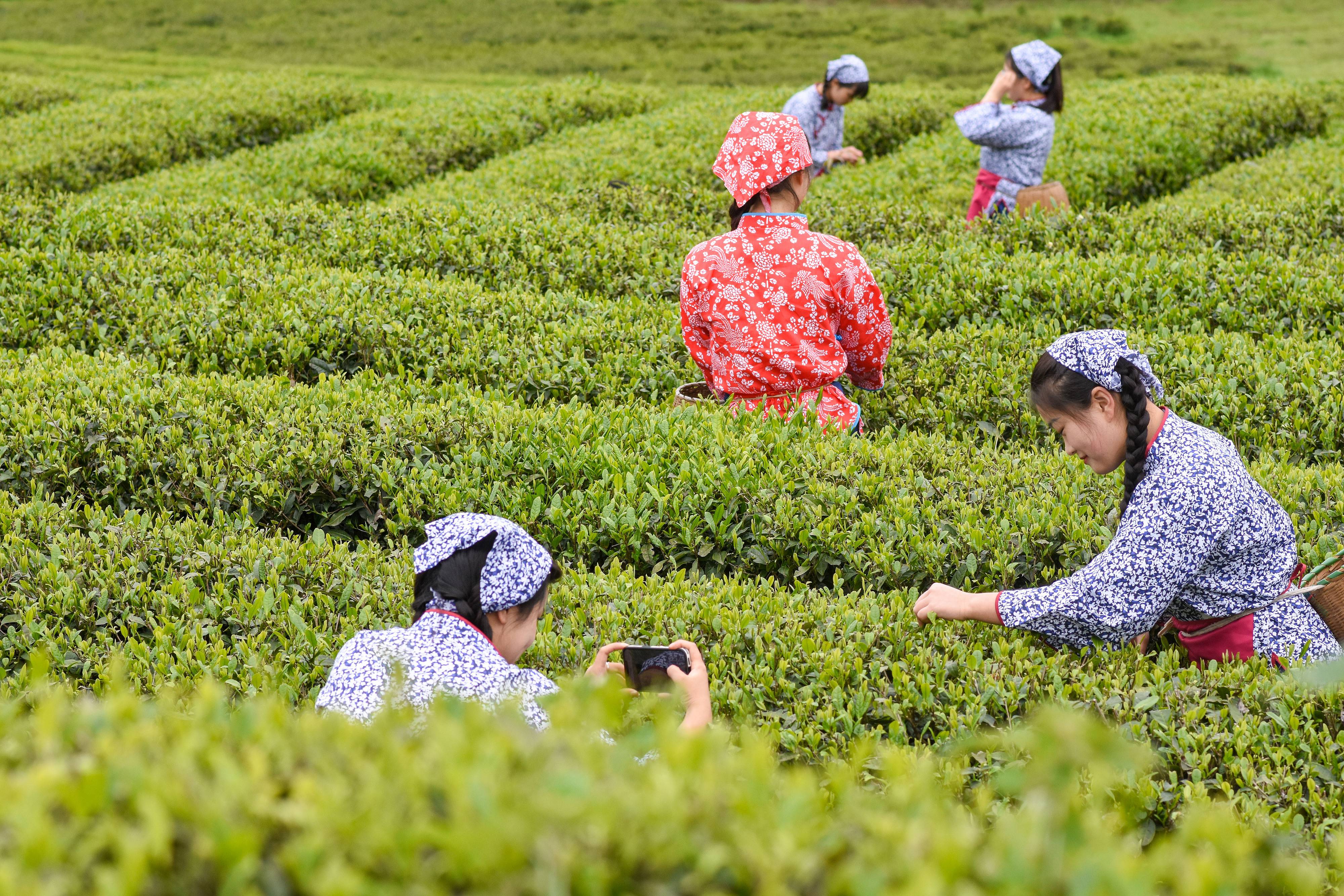 2023年4月6日，游客在貴州省銅仁市江口縣怒溪鎮(zhèn)駱象村生態(tài)茶園體驗采茶樂趣。