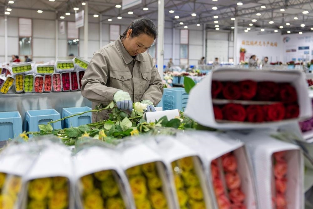 △近日，工作人員在云南麗江現代花卉產業(yè)園包裝鮮花。