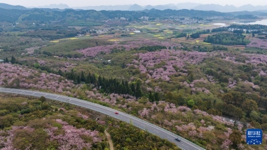 清鎮(zhèn)市紅楓湖鎮(zhèn)右二村旁的道路與花海相映（4月5日攝，無人機(jī)照片）。