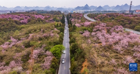 游客驅(qū)車前來清鎮(zhèn)市紅楓湖鎮(zhèn)右二村踏青游玩（4月5日攝，無人機(jī)照片）。