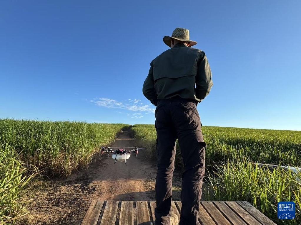 3月25日，在南非夸祖魯-納塔爾省的方廷希爾莊園，飛手操縱無人機為甘蔗林噴灑藥劑。新華社記者 白舸 攝