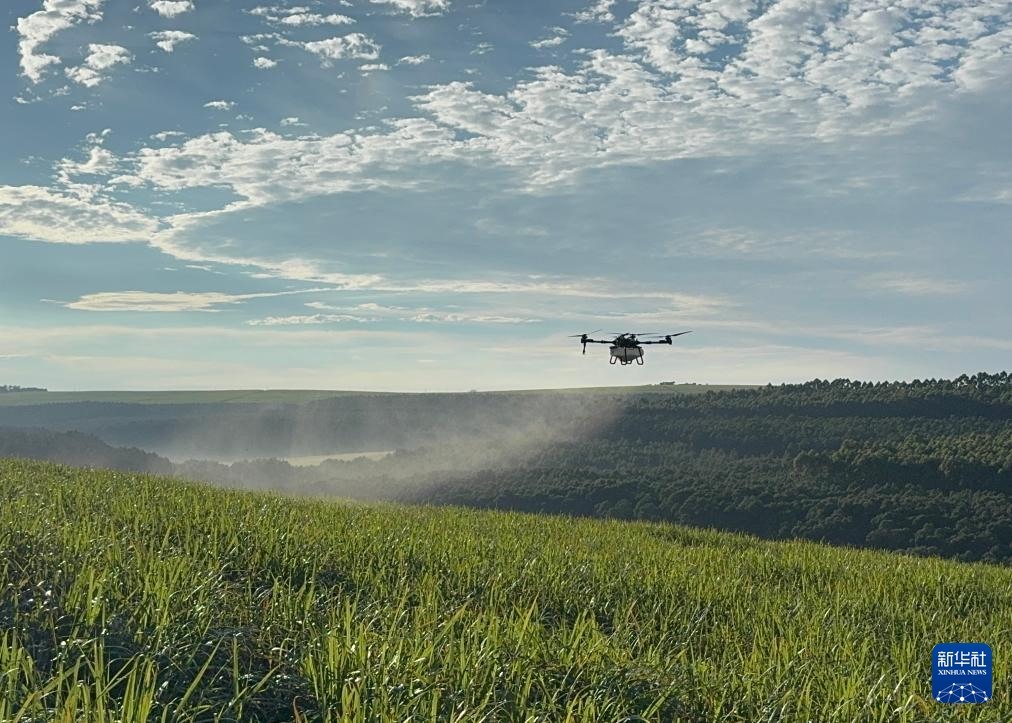 3月25日，在南非夸祖魯-納塔爾省的方廷希爾莊園，中國農(nóng)用無人機為甘蔗林噴灑殺菌劑。新華社記者 白舸 攝