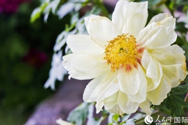 洛陽國家牡丹園牡丹盛開。 人民網記者 魯揚攝