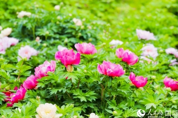 洛陽國家牡丹園牡丹盛開。 人民網記者 魯揚攝