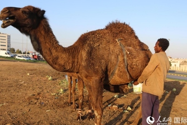 工人在給駱駝擠奶。人民網(wǎng) 納達爾·達烏德攝