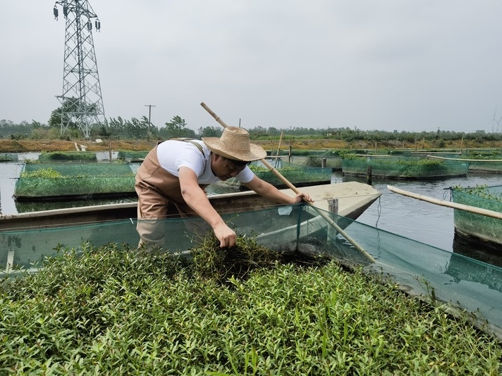 陳樹在湖北省仙桃市剅河鎮(zhèn)余腦村黃鱔繁育基地觀察黃鱔長(zhǎng)勢(shì)。新華社記者宋立崑 攝