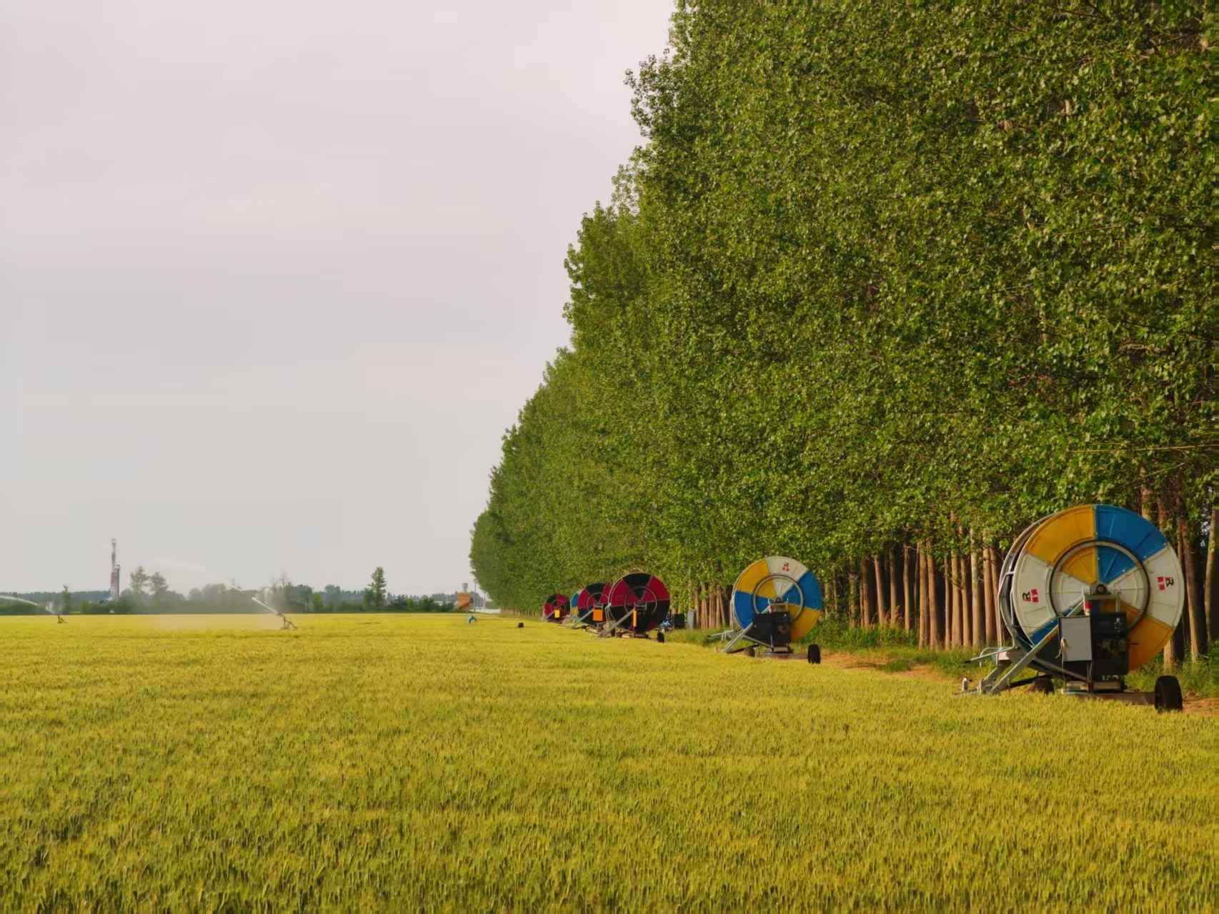 陜西華陰市華西鎮(zhèn)農(nóng)墾農(nóng)場正在作業(yè)的卷盤式噴灌機(jī)。受訪者供圖