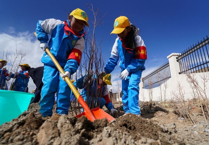 2025年4月25日，西藏那曲市小學(xué)生在植樹。新華社記者 晉美多吉 攝