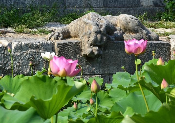 萬寧橋位于北京地安門外大街中部、什剎海東岸，是北京中軸線上最古老的橋梁，至今已有700多年歷史。近年來，北京市持續(xù)為萬寧橋“瘦身減負”，橋體風貌得以完整展現(xiàn)，方便游客走近欣賞，深入了解古橋承載的價值和內(nèi)涵。這是2023年7月18日拍攝的北京萬寧橋橋東的鎮(zhèn)水獸。